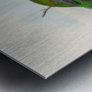 John Gould trogons 041 Metal print