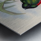 John Gould trogons 004 Metal print