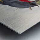 John Gould trogons 033 Metal print