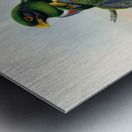 John Gould trogons 044 Metal print