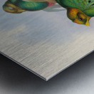 John Gould trogons 003 Metal print