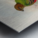 John Gould trogons 038 Metal print