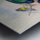 John Gould trogons 008 Metal print