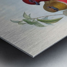 John Gould trogons 021 Metal print