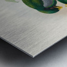 John Gould trogons 029 Metal print