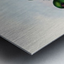 John Gould trogons 016 Metal print