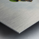 John Gould trogons 028 Metal print