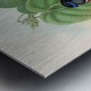 John Gould trogons 035 Metal print