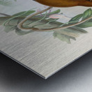 John Gould trogons 032 Metal print