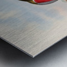 John Gould trogons 011 Metal print