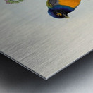 John Gould trogons 046 Metal print