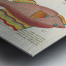 Colourful and surreal illustrations of fishes found in Moluccas Indonesia and the East Indies by Louis Renard 1678 -1746 from Histoire naturelle des plus rares curiositez de la mer des Indes 1754. Metal print