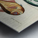 Colourful and surreal illustrations of fishes found in Moluccas Indonesia and the East Indies by Louis Renard 1678 -1746 from Histoire naturelle des plus rares curiositez de la mer des Indes 1754. Metal print