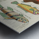 Colourful and surreal illustrations of fishes found in Moluccas Indonesia and the East Indies by Louis Renard 1678 -1746 from Histoire naturelle des plus rares curiositez de la mer des Indes 1754. Metal print