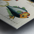 Colourful and surreal illustrations of fishes found in Moluccas Indonesia and the East Indies by Louis Renard 1678 -1746 from Histoire naturelle des plus rares curiositez de la mer des Indes 1754. Metal print