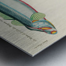 Colourful and surreal illustrations of fishes found in Moluccas Indonesia and the East Indies by Louis Renard 1678 -1746 from Histoire naturelle des plus rares curiositez de la mer des Indes 1754. Metal print