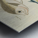 Colourful and surreal illustrations of fishes found in Moluccas Indonesia and the East Indies by Louis Renard 1678 -1746 from Histoire naturelle des plus rares curiositez de la mer des Indes 1754. Metal print