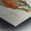 Colourful and surreal illustrations of fishes found in Moluccas Indonesia and the East Indies by Louis Renard 1678 -1746 from Histoire naturelle des plus rares curiositez de la mer des Indes 1754. Metal print