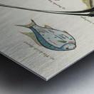 Colourful and surreal illustrations of fishes found in Moluccas Indonesia and the East Indies by Louis Renard 1678 -1746 from Histoire naturelle des plus rares curiositez de la mer des Indes 1754. Metal print