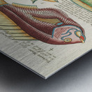 Colourful and surreal illustrations of fishes found in Moluccas Indonesia and the East Indies by Louis Renard 1678 -1746 from Histoire naturelle des plus rares curiositez de la mer des Indes 1754. Metal print