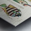Colourful and surreal illustrations of fishes found in Moluccas Indonesia and the East Indies by Louis Renard 1678 -1746 from Histoire naturelle des plus rares curiositez de la mer des Indes 1754. Metal print