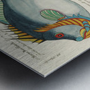 Colourful and surreal illustrations of fishes found in Moluccas Indonesia and the East Indies by Louis Renard 1678 -1746 from Histoire naturelle des plus rares curiositez de la mer des Indes 1754. Impression metal