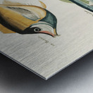 Colourful and surreal illustrations of fishes found in Moluccas Indonesia and the East Indies by Louis Renard 1678 -1746 from Histoire naturelle des plus rares curiositez de la mer des Indes 1754. Metal print