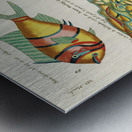 Colourful and surreal illustrations of fishes found in Moluccas Indonesia and the East Indies by Louis Renard 1678 -1746 from Histoire naturelle des plus rares curiositez de la mer des Indes 1754. Metal print