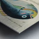 Colourful and surreal illustrations of fishes found in Moluccas Indonesia and the East Indies by Louis Renard 1678 -1746 from Histoire naturelle des plus rares curiositez de la mer des Indes 1754. Metal print