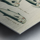 Colourful and surreal illustrations of fishes found in Moluccas Indonesia and the East Indies by Louis Renard 1678 -1746 from Histoire naturelle des plus rares curiositez de la mer des Indes 1754. Metal print