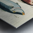 Colourful and surreal illustrations of fishes found in Moluccas Indonesia and the East Indies by Louis Renard 1678 -1746 from Histoire naturelle des plus rares curiositez de la mer des Indes 1754. Metal print