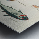 Colourful and surreal illustrations of fishes and lobster found in Moluccas Indonesia and the East Indies by Louis Renard 1678 -1746 from Histoire naturelle des plus rares curiositez de la mer des Indes 1754. Metal print