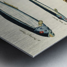 Colourful and surreal illustrations of fishes found in Moluccas Indonesia and the East Indies by Louis Renard 1678 -1746 from Histoire naturelle des plus rares curiositez de la mer des Indes 1754. Metal print