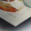 Colourful and surreal illustrations of fishes found in Moluccas Indonesia and the East Indies by Louis Renard 1678 -1746 from Histoire naturelle des plus rares curiositez de la mer des Indes 1754. Metal print