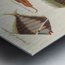 Colourful and surreal illustrations of fishes found in Moluccas Indonesia and the East Indies by Louis Renard 1678 -1746 from Histoire naturelle des plus rares curiositez de la mer des Indes 1754. Metal print