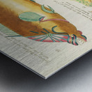 Colourful and surreal illustrations of fishes found in Moluccas Indonesia and the East Indies by Louis Renard 1678 -1746 from Histoire naturelle des plus rares curiositez de la mer des Indes 1754. Impression metal