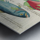 Colourful and surreal illustrations of fishes found in Moluccas Indonesia and the East Indies by Louis Renard 1678 -1746 from Histoire naturelle des plus rares curiositez de la mer des Indes 1754. Impression metal