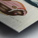 Colourful and surreal illustrations of fishes found in Moluccas Indonesia and the East Indies by Louis Renard 1678 -1746 from Histoire naturelle des plus rares curiositez de la mer des Indes 1754. Impression metal