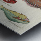 Colourful and surreal illustrations of fishes found in Moluccas Indonesia and the East Indies by Louis Renard 1678 -1746 from Histoire naturelle des plus rares curiositez de la mer des Indes 1754. Metal print