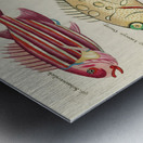 Colourful and surreal illustrations of fishes found in Moluccas Indonesia and the East Indies by Louis Renard 1678 -1746 from Histoire naturelle des plus rares curiositez de la mer des Indes 1754. Metal print