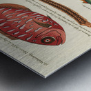 Colourful and surreal illustrations of fishes found in Moluccas Indonesia and the East Indies by Louis Renard 1678 -1746 from Histoire naturelle des plus rares curiositez de la mer des Indes 1754. Metal print