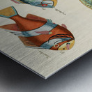 Colourful and surreal illustrations of fishes found in Moluccas Indonesia and the East Indies by Louis Renard 1678 -1746 from Histoire naturelle des plus rares curiositez de la mer des Indes 1754. Metal print