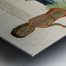 Illustrations of a siren and lobster found in the Moluccas Indonesia and the East Indies by Louis Renard 1678 -1746 from Histoire naturelle des plus rares curiositez de la mer des Indes 1754. Metal print