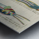 Illustrations of a siren and lobster found in the Moluccas Indonesia and the East Indies by Louis Renard 1678 -1746 from Histoire naturelle des plus rares curiositez de la mer des Indes 1754. Metal print