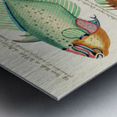 Colourful and surreal illustrations of fishes found in Moluccas Indonesia and the East Indies by Louis Renard 1678 -1746 from Histoire naturelle des plus rares curiositez de la mer des Indes 1754. Metal print