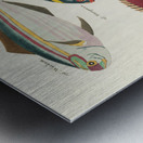 Colourful and surreal illustrations of fishes found in Moluccas Indonesia and the East Indies by Louis Renard 1678 -1746 from Histoire naturelle des plus rares curiositez de la mer des Indes 1754. Metal print