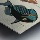 Colourful and surreal illustrations of fishes found in Moluccas Indonesia and the East Indies by Louis Renard 1678 -1746 from Histoire naturelle des plus rares curiositez de la mer des Indes 1754. Metal print