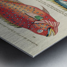 Colourful and surreal illustrations of fishes found in Moluccas Indonesia and the East Indies by Louis Renard 1678 -1746 from Histoire naturelle des plus rares curiositez de la mer des Indes 1754. Metal print