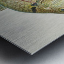 Antique fish acanthopagrus butcheri black bream South Pacific Fishes by Frank Edward Clarke 1849-1899.  Metal print