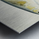 Antique fish myxus elongatus sand mullet South Pacific Fishes by Frank Edward Clarke 1849-1899.  Metal print